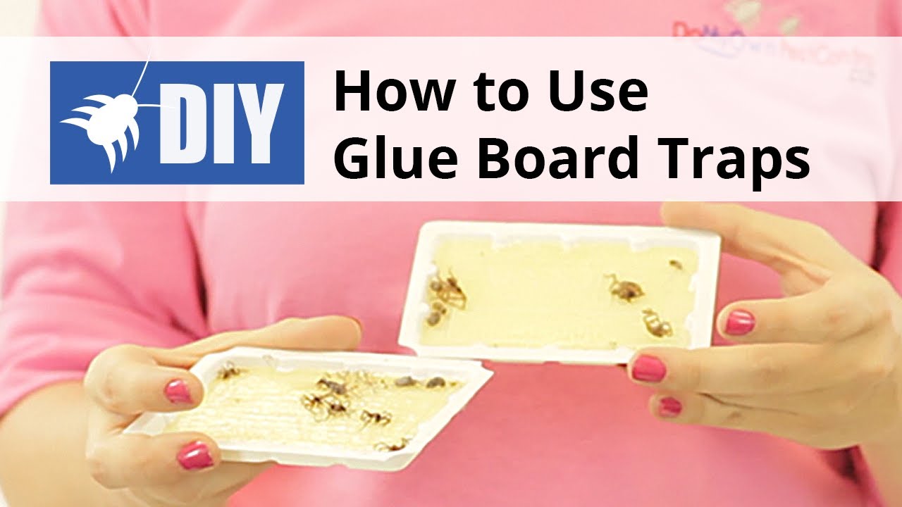 How To Effectively Bait A Mouse Using A Glue Trap - Yale Pest Control