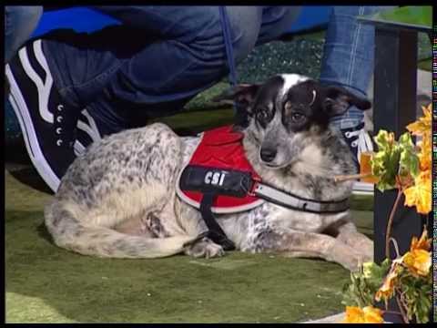 უპატრონო ცხოველები - Stray Animals - გადაცემა \"ეკოვიზია\" - 'Ecovision' TV Show