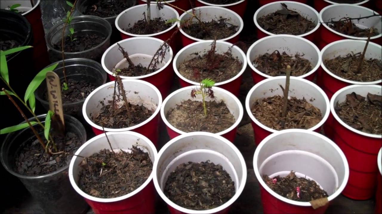 Greenhouse Update - YouTube