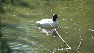 Homer Decoys Take a Hit