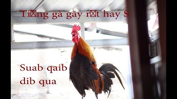 เสียงไก่ต่อตัวผู้ MP3 ชัด 100% # Tiếng gà gãy để bẫy # Suab qaib dib qua zoo # chicken sound