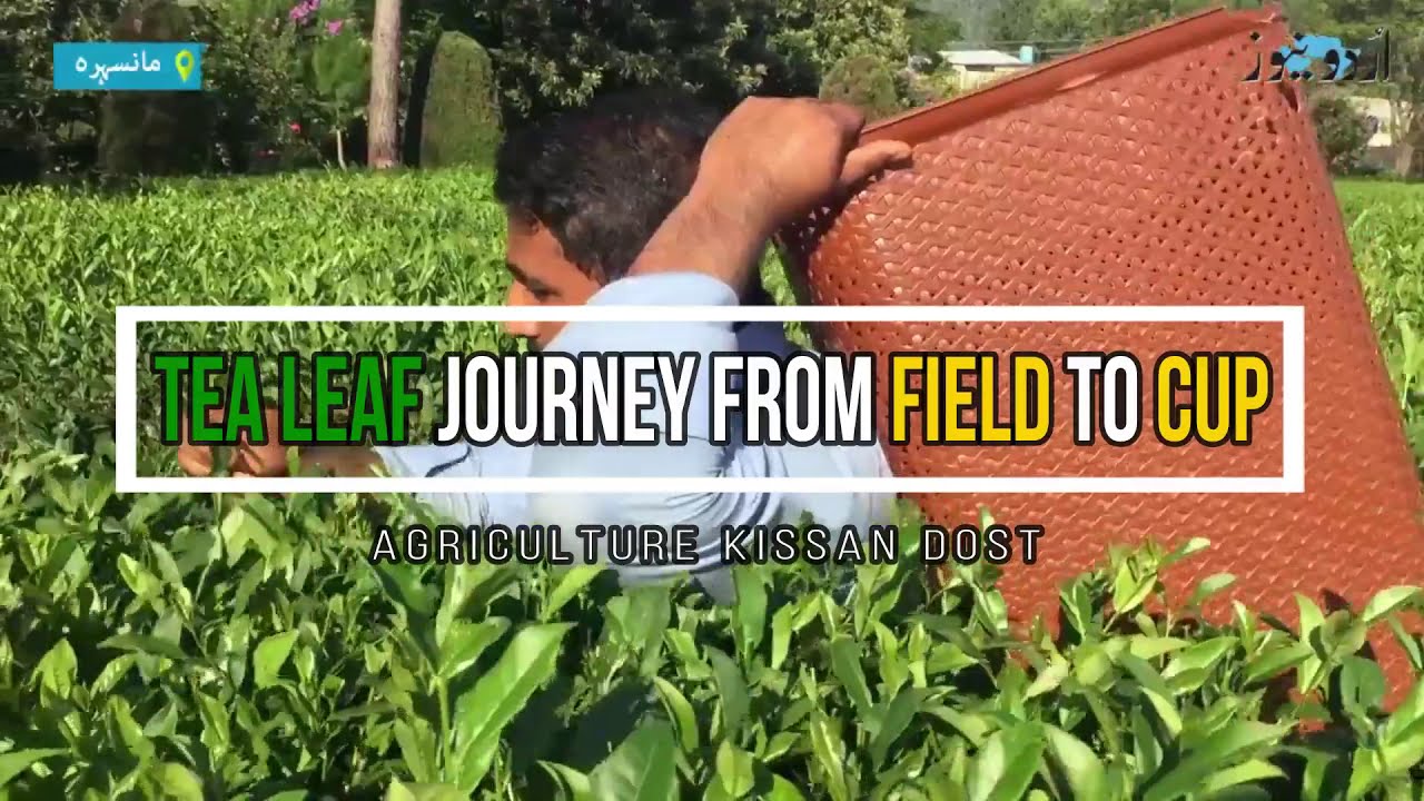 Tea Production & Importance in Pakistan | پاکستان میں چائے کی پیداوار اور اہمیت