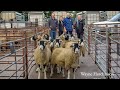 Kirkby Stephen Draft Ewe Sale 2019. Top Price Of £600,per head !?!?!