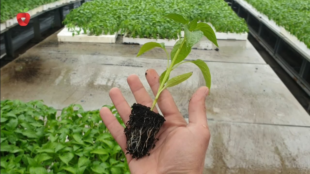 Как вырастить рассаду профессионально?