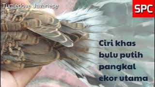 Javanese turtledove, meaning white turtledove at the base of the tail, there are 2 groups