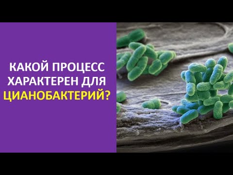 5. Какой процесс характерен для цианобактерий?