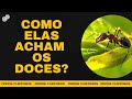 COMO AS FORMIGAS CONSEGUEM ENCONTRAR OS DOCES?