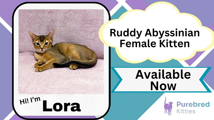 Watch the video about Lora Ruddy Abyssinian Female Kitten Available Now | Purebred Kitties