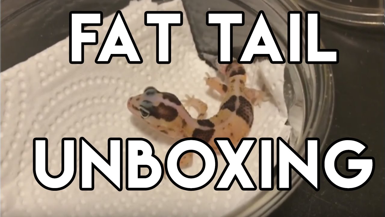 geckos for sale Fat Tail Gecko Unboxing!