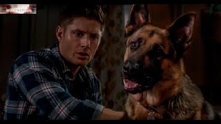 Dean speals with Dog | Supernatural 9x05