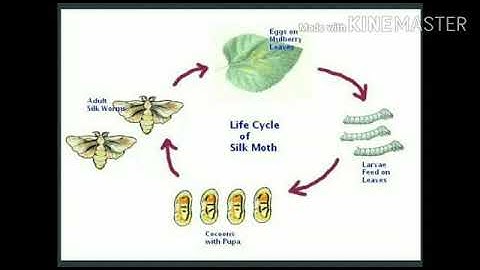 Life cycle of silk moth