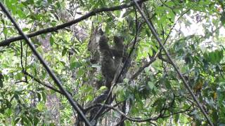 Sloth in Action