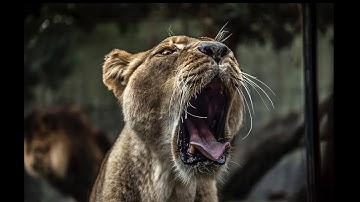 Code Black - Predator (Manifesto Heavy Trap Flip)