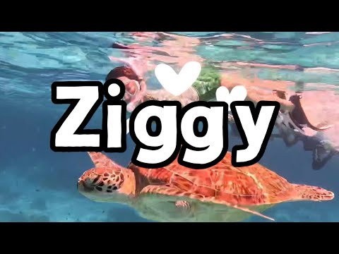 [초급]Ziggy -- Line dance  absolute beginner 