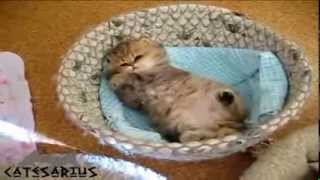 40 Mom your kitten woke up Мама твой котенок проснулся 40 Mom your kitten woke up Мама твой котенок проснулся