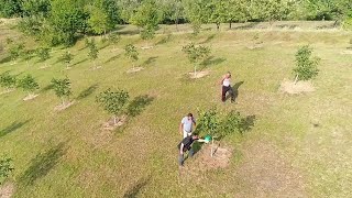 Vjerovatno najveće planteže oraha u BiH-i nalaze se u Zvorniku