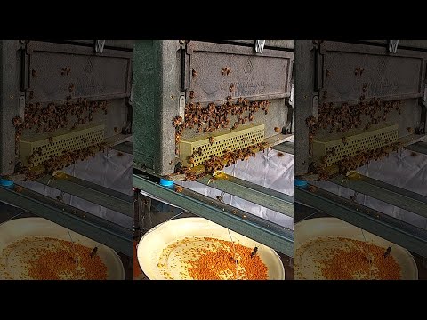 Video: Cum să luați polen de albine: 12 pași (cu imagini)
