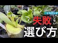 【保存版】ビカクシダ買う前に"必ず"見て欲しい動画。