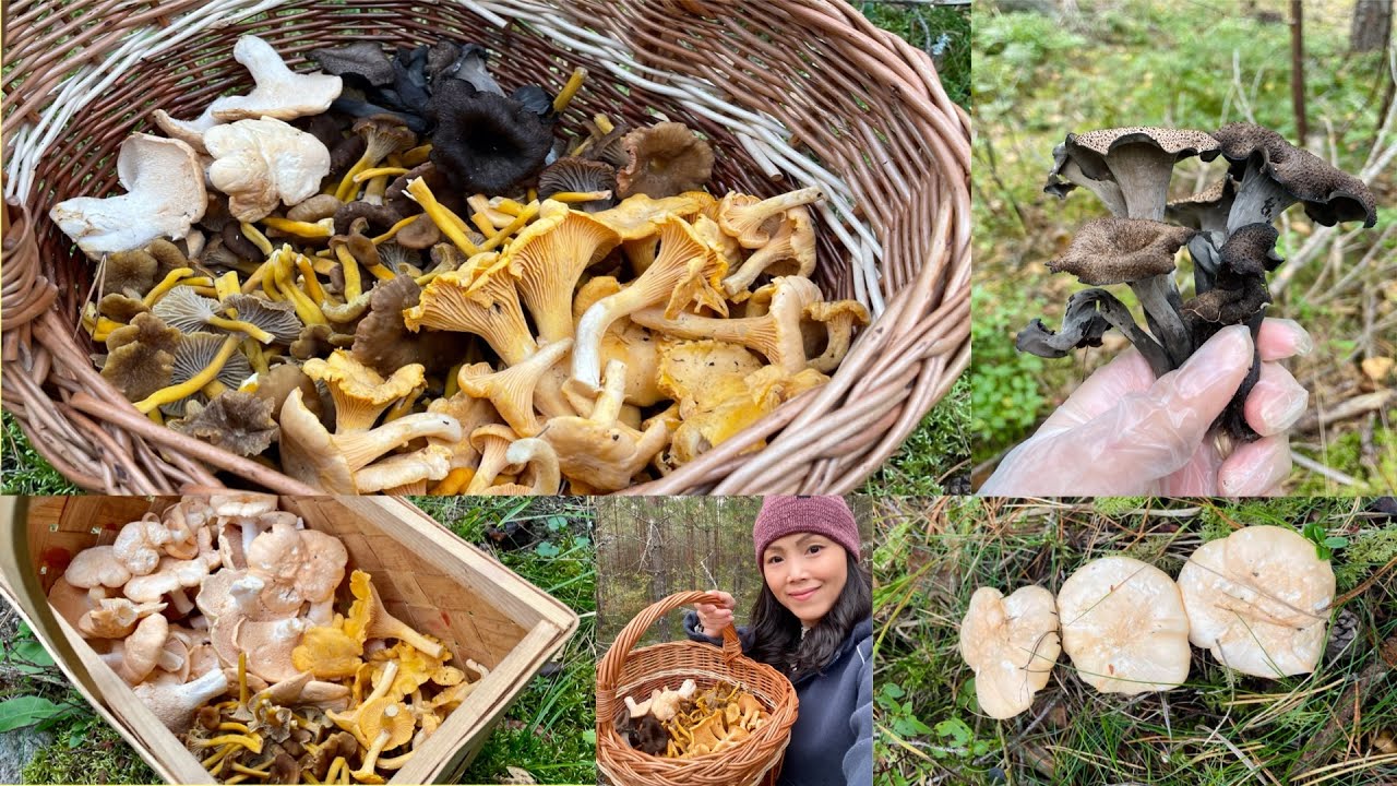 Vào rừng săn Nấm, trúng ngay ổ Nấm Mồng Gà và nhiều Nấm ngon đầy giỏ ...