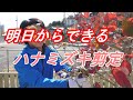 明日からできるハナミズキ剪定【ＤＩＹ】