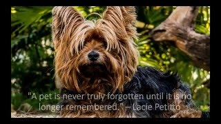 Heartfelt Quotes About Dog Loss & Grief