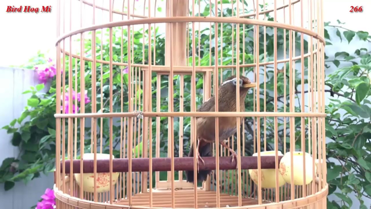 Hoạ Mi Hót Chào Xuân Sang