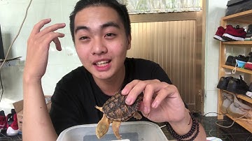 Hypo common snapping turtle | nhận xét | PPeng_TV