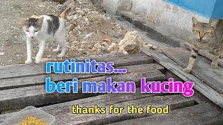 rutinitas, beri makan kucing || feeding stray cat