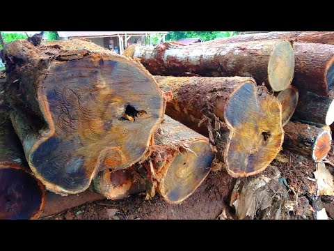 Video: Papan Birch: Papan Bermata Dan Berlekuk Yang Terbuat Dari Birel Karelian, Kering Dan Basah, Penggunaannya Untuk Lantai Dan Kawasan Lain