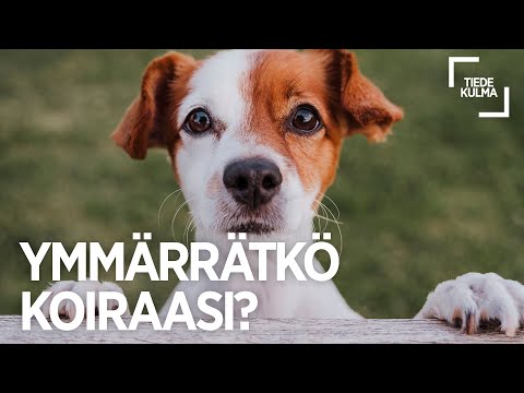 Ymmärrätkö koiraasi?