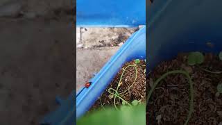 ang ladybird nag palibot libot sa bakit ganado
