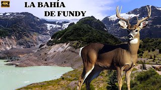 LA BAHÍA DE FUNDY: Vida Salvaje En Los Bosques De Canadá Donde Solo Queda Sobrevivir o Desaparecer
