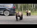 Epic sighting Bear 399 and her 4 Cubs in The Grand Tetons near Jackson Hole