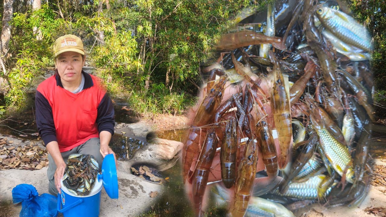 # ใส่ตุ้มค้างคืนหมายใกล้บ้านหมานพอใด้กินจ้ากุ้ง ปูปลา #11ก.พ 69