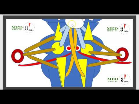 Vidéo: Nerf Trijumeau: Fonction Et Anatomie, Diagramme, Tests, Causes De La Douleur