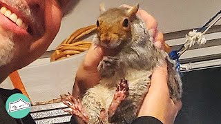 Squirrel Refuses to Leave This Man. They Are Bonded Forever | Cuddle Buddies