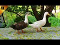 Cute Ducks Quacking Loudly Duck Sound Duck Voice Cute Ducks Quacking Loudly Duck Sound Duck Voice