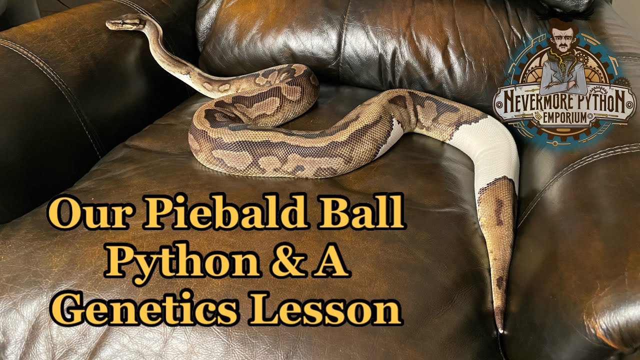 Our Piebald Ball Python and Some Simple YouTube