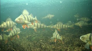 видео: ЖИВУ В ПАЛАТКЕ.ОДИН НА ОЗЕРЕ. ПОИСК ЩУКИ. ЗИМНЯЯ РЫБАЛКА. картинка: ЖИВУ В ПАЛАТКЕ.ОДИН НА ОЗЕРЕ. ПОИСК ЩУКИ. ЗИМНЯЯ РЫБАЛКА.