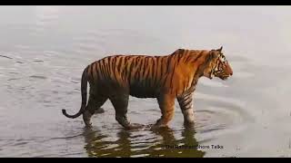 Tiger 🐯 in water 😯!!T-120 Male of RANTHAMBHORE NATIONAL PARK 💚!!The Ranthambhore Talks 🤍!!