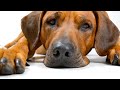 Why you shouldn't get a Rhodesian Ridgeback Mp3 Song