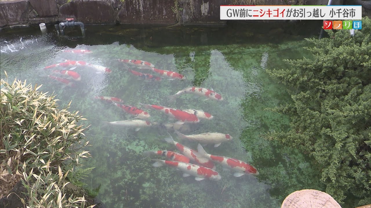 Nishikigoi from 