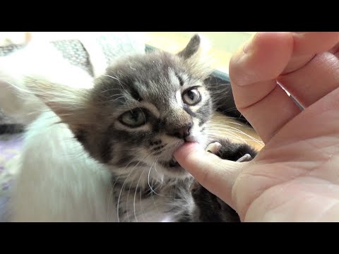 【保護猫】寝る前の指しゃぶりは欠かせない子猫＆ほうきに乗って空を飛べそうな子猫【ASMR風】kitten sucking my finger