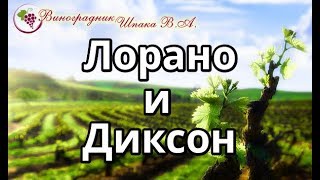 Лорано и Диксон