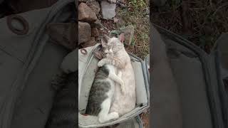Funny Cats