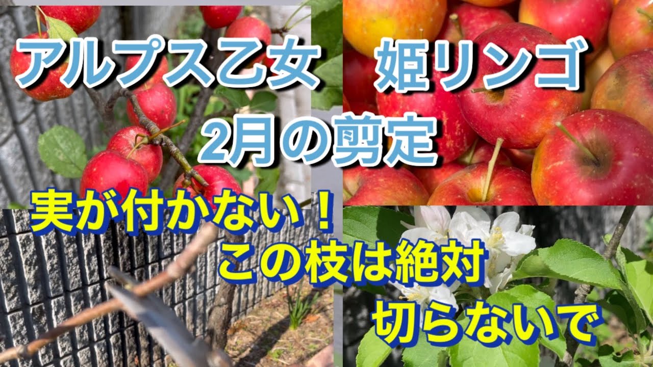 【アルプス乙女、姫リンゴ🍎】2月の剪定、実が付かない！この枝は絶対、切らないで、