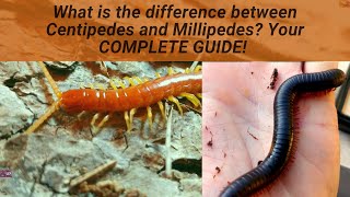 What is the difference between Centipedes and Millipedes! Here are 7 ways they are different!