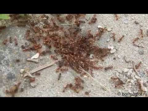 Сражение рыжих и чёрных муравьёв. The battle of red and black ants.