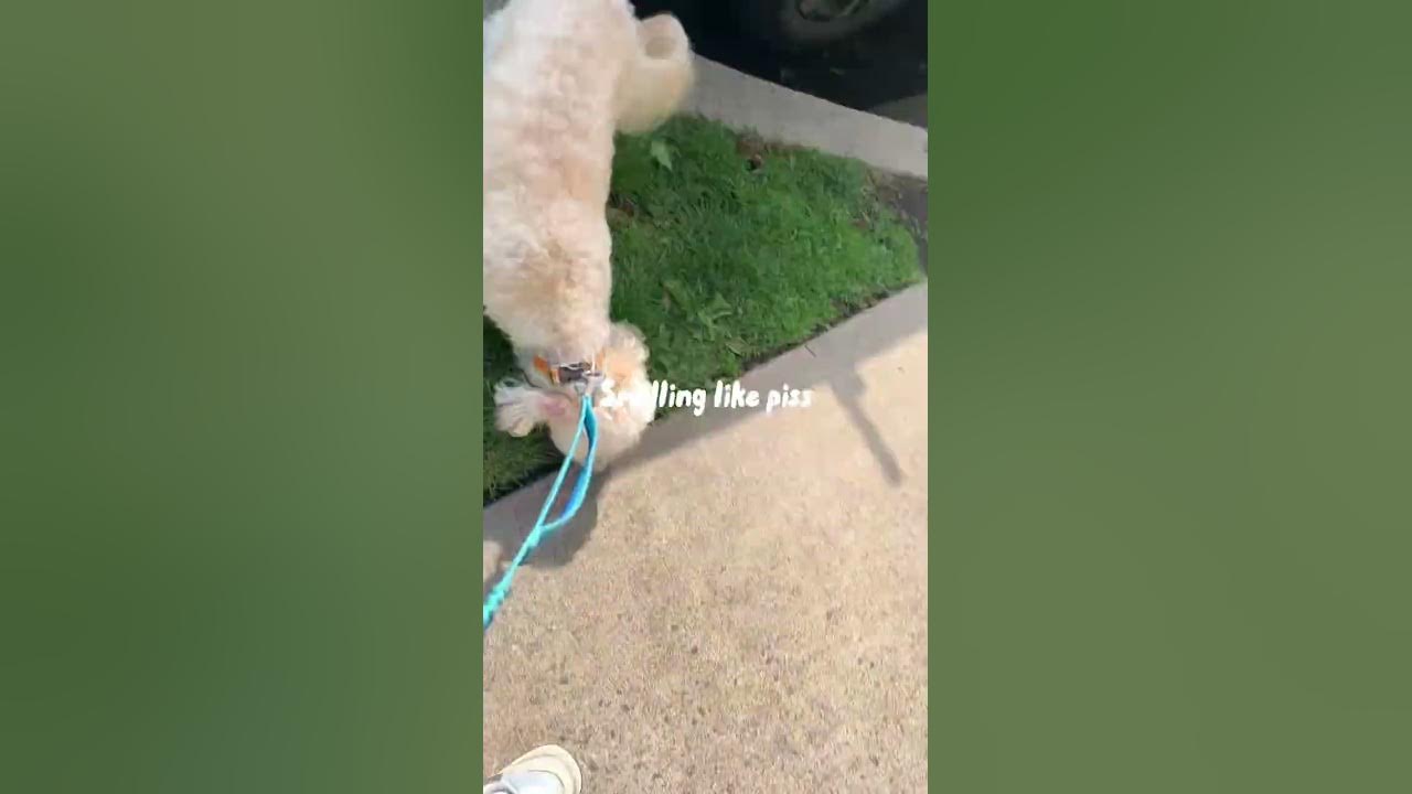 my-dog-licked-a-piss-on-the-ground-day-1-of-walking-a-dog-that-i
