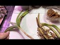 Naked long stem Fungus Diseased Vanda with few leaves Orchids Rerooting